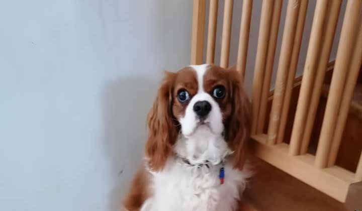 cecilia-petsitter-21