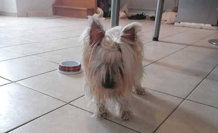 cecilia-petsitter-22